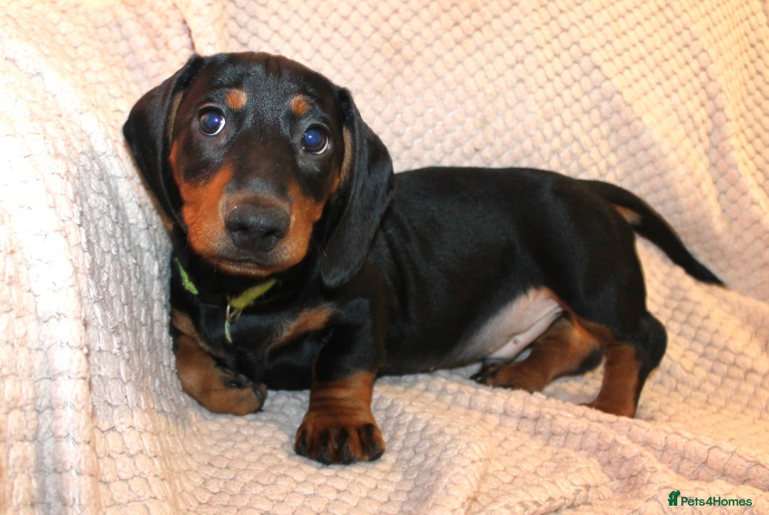 Dachshund dogs for sale: Beautiful standard dachshund litter   - Advert 10