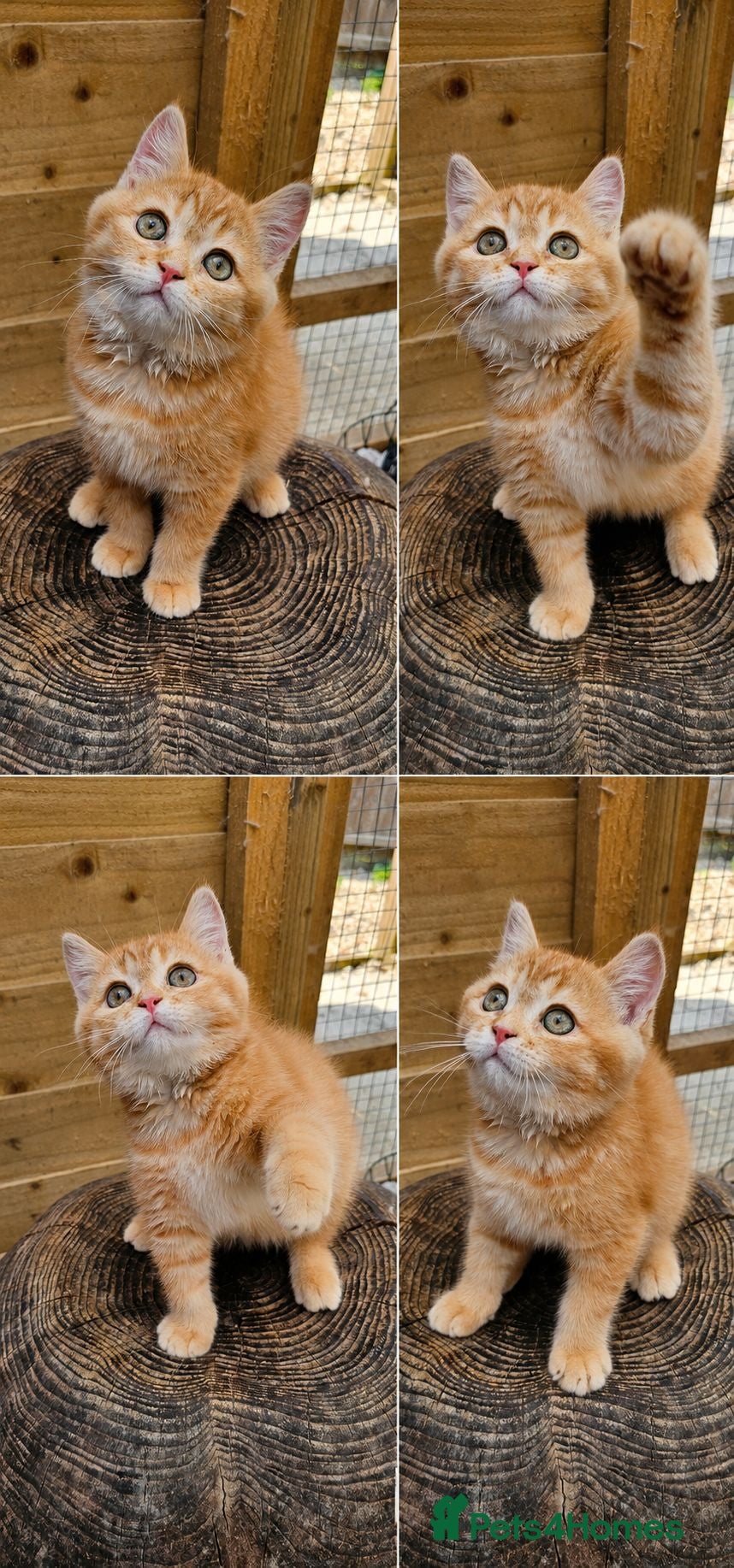 British Shorthair cats 🧡 1 British Tabby Cutie SH 🧡 - Advert 9