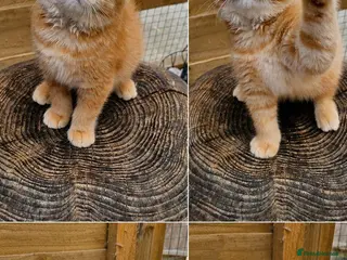 British Shorthair cats 🧡 1 British Tabby Cutie SH 🧡 - Advert 9