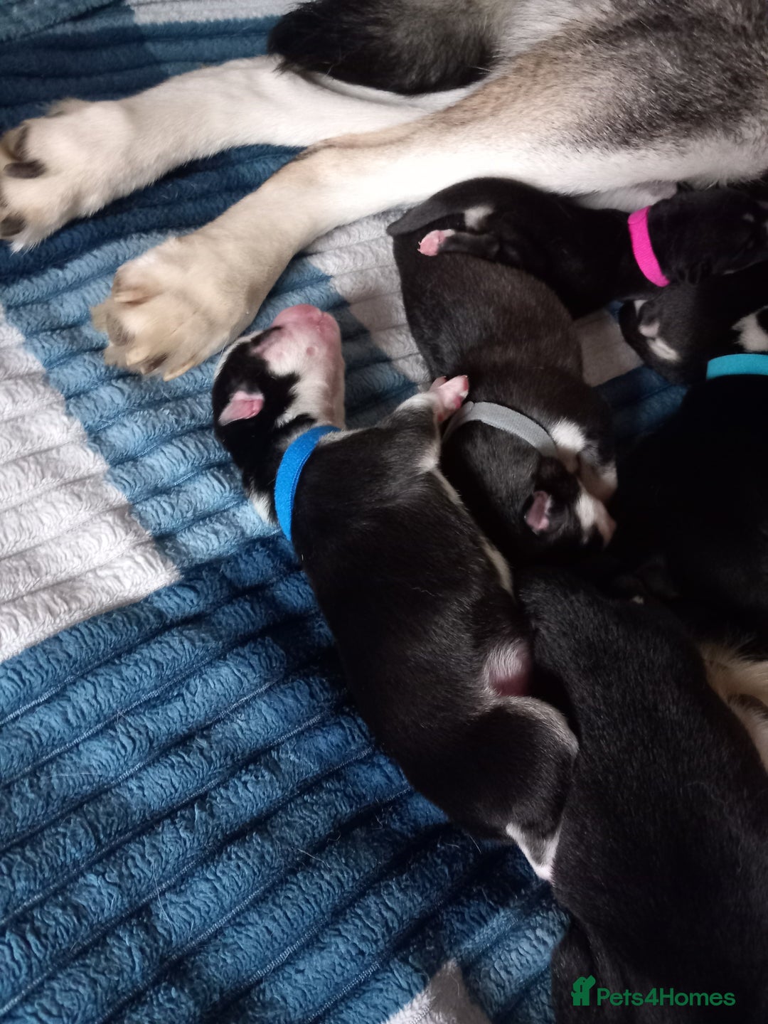 Siberian Husky dogs for sale: Husky  - Image 6
