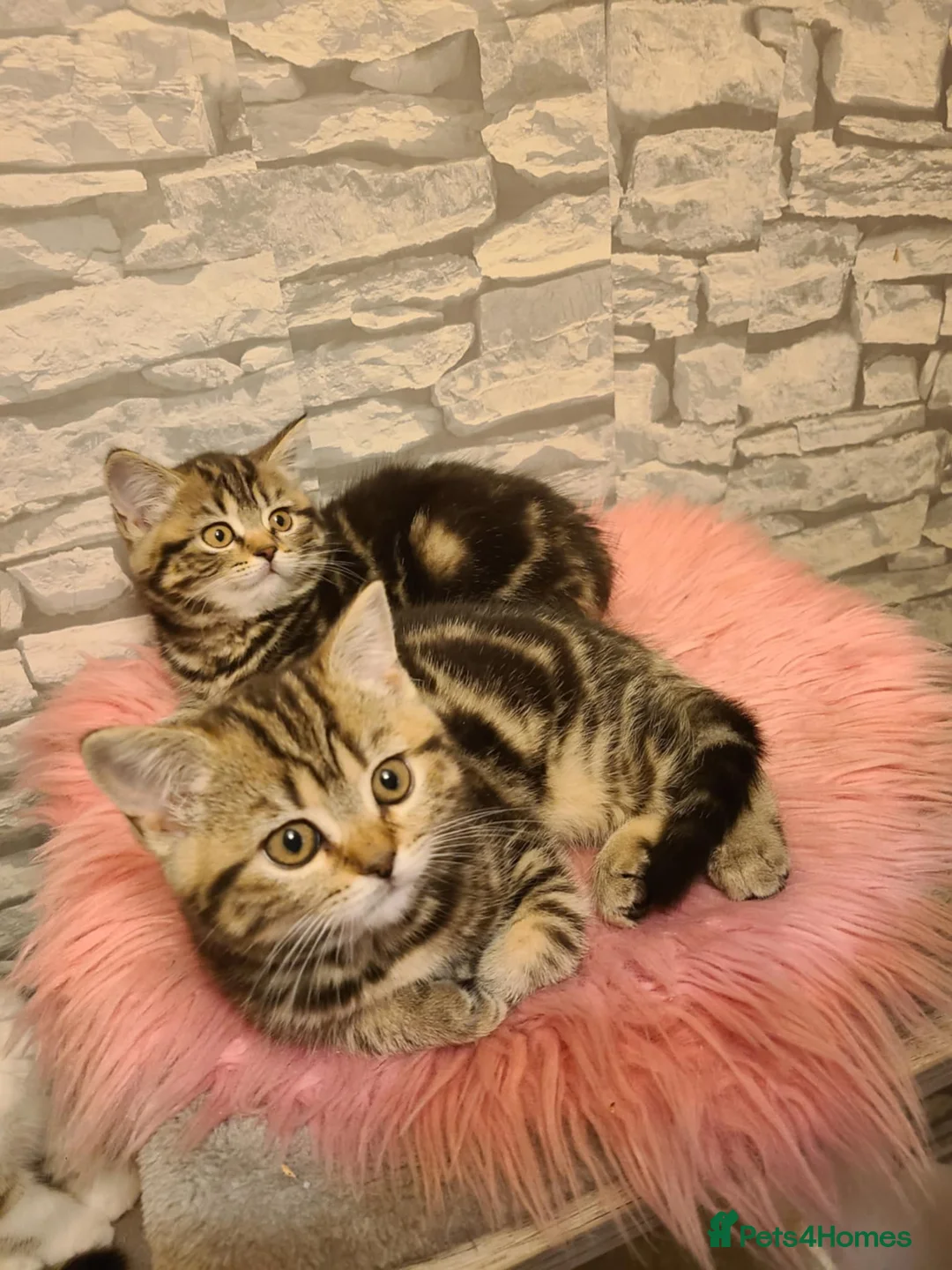 British Shorthair cats for sale: British Shorthair Kittens  - Advert 6