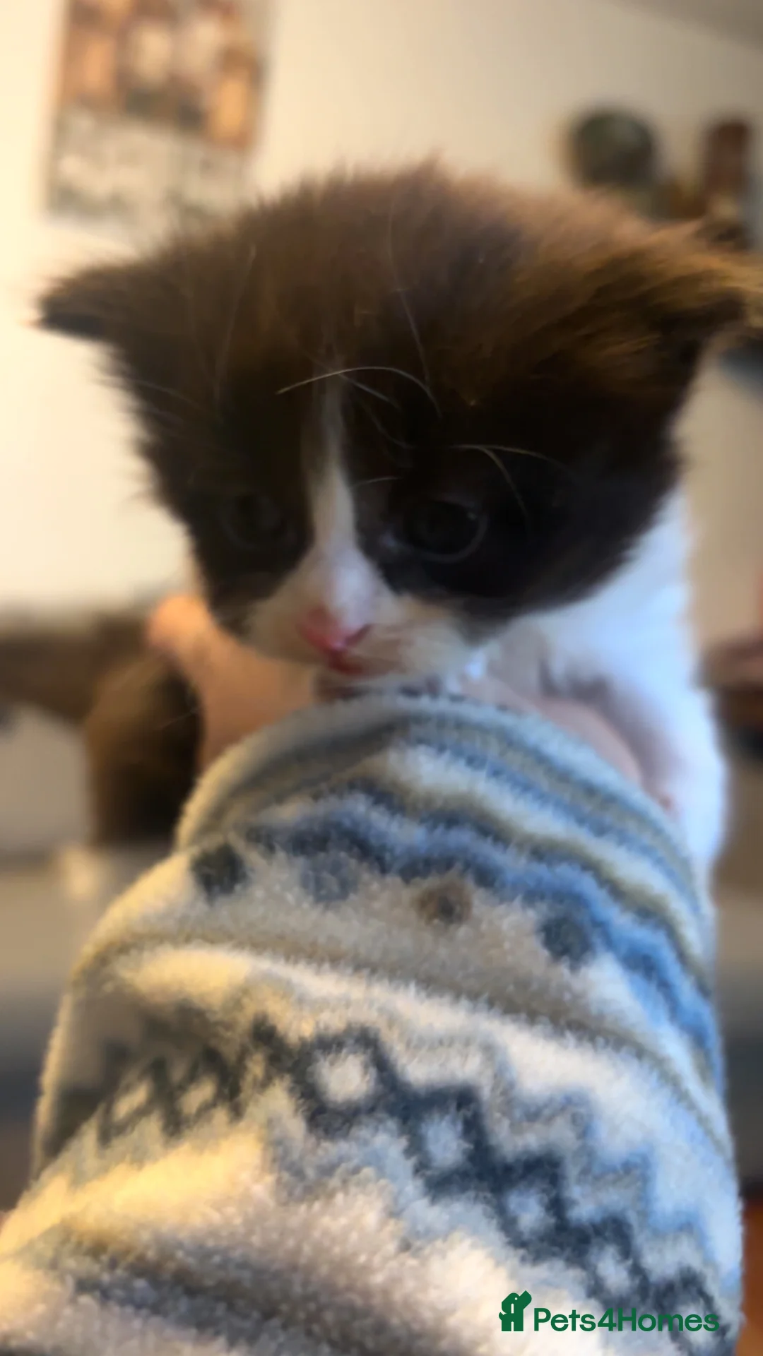 Domestic Shorthair cats for sale: 4 Tuxedo Kittens - Advert 17