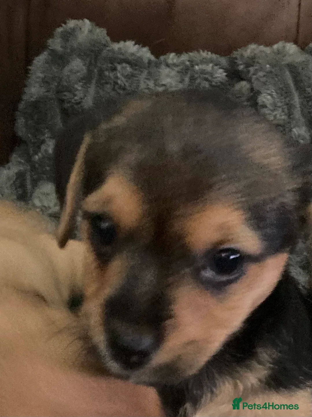 Mixed Breed dogs for sale: BEAUTIFUL BORDER JACK PUPPIES - Advert 4