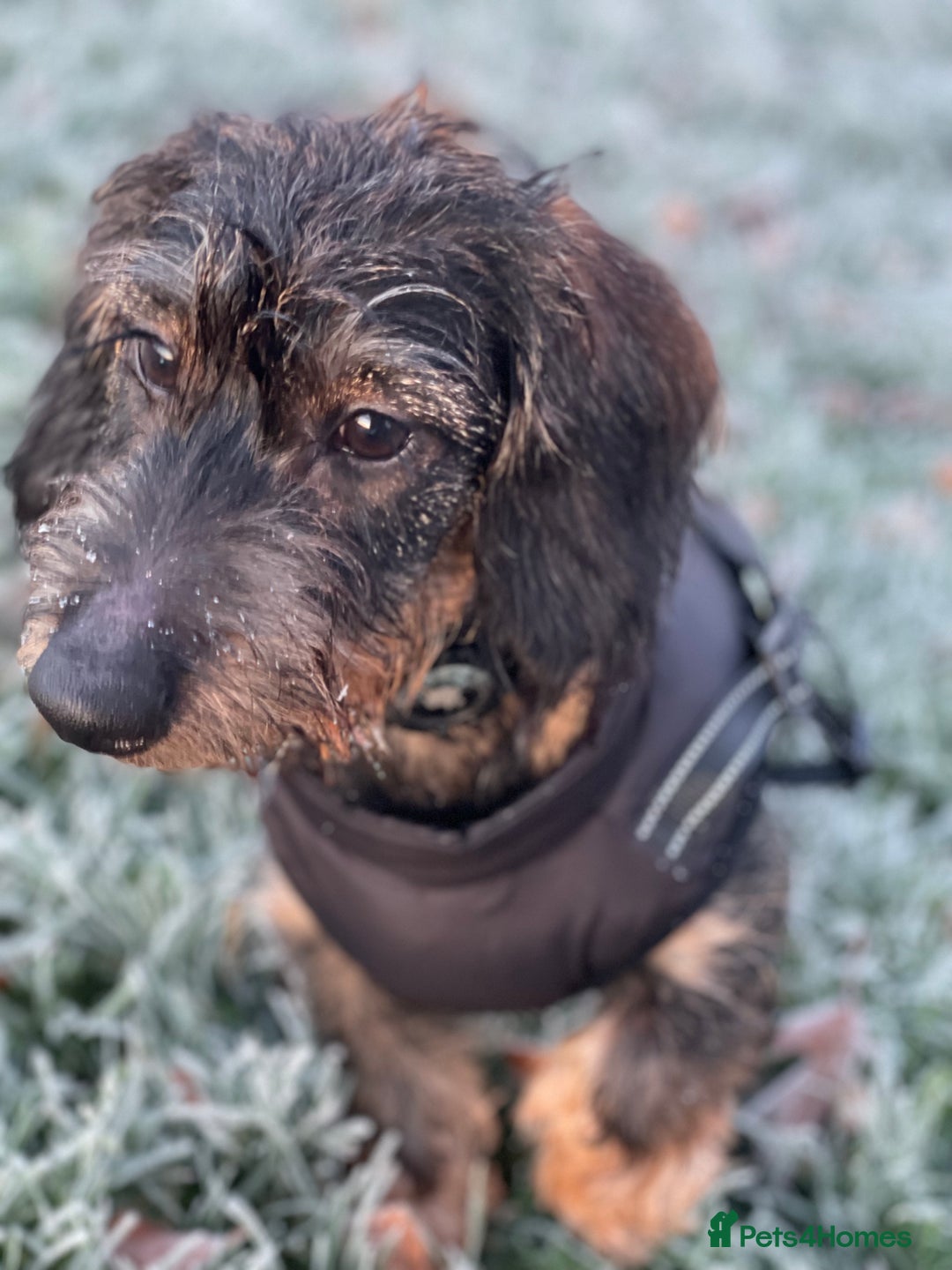 Dachshund dogs for stud: WIREHAIRED TECKEL DACHSHUND available for stud - Advert 6