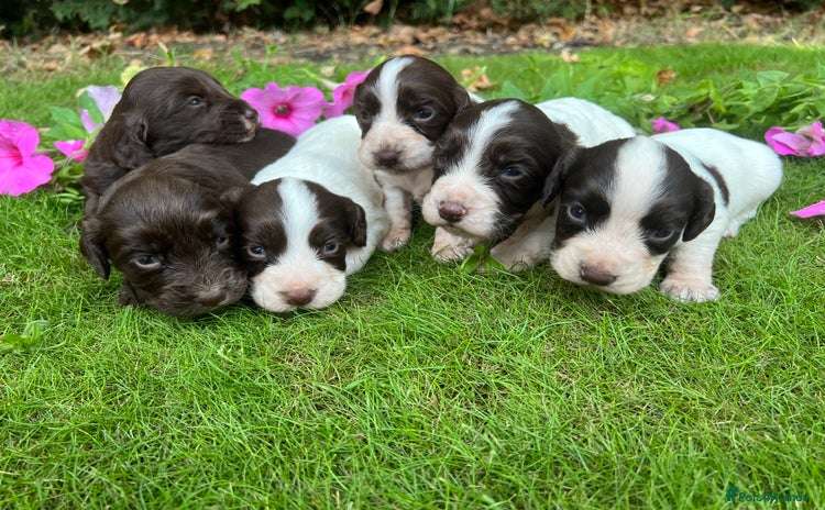 Cocker Spaniel dogs - Advert 1