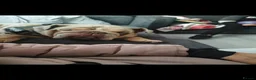 English Bulldog dogs for sale: Rolo beautiful and dopey - Advert 4