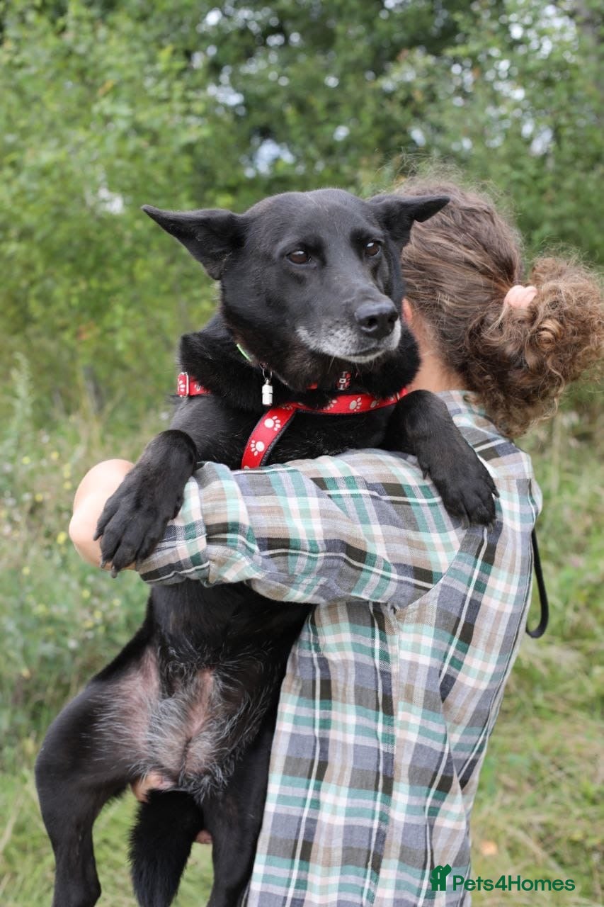 Mixed Breed dogs ❤️🐶 MARY – SHE IS PERFECT WITH HER PEOPLE - Advert 1
