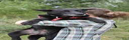 Mixed Breed dogs for adoption: ❤️🐶 MARY – SHE IS PERFECT WITH HER PEOPLE - Advert 1