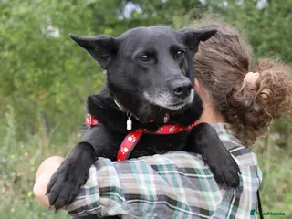 Mixed Breed dogs ❤️🐶 MARY – SHE IS PERFECT WITH HER PEOPLE - Advert 3