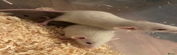 Rat rodents for sale: Beautiful baby rats for sale  - Advert 6