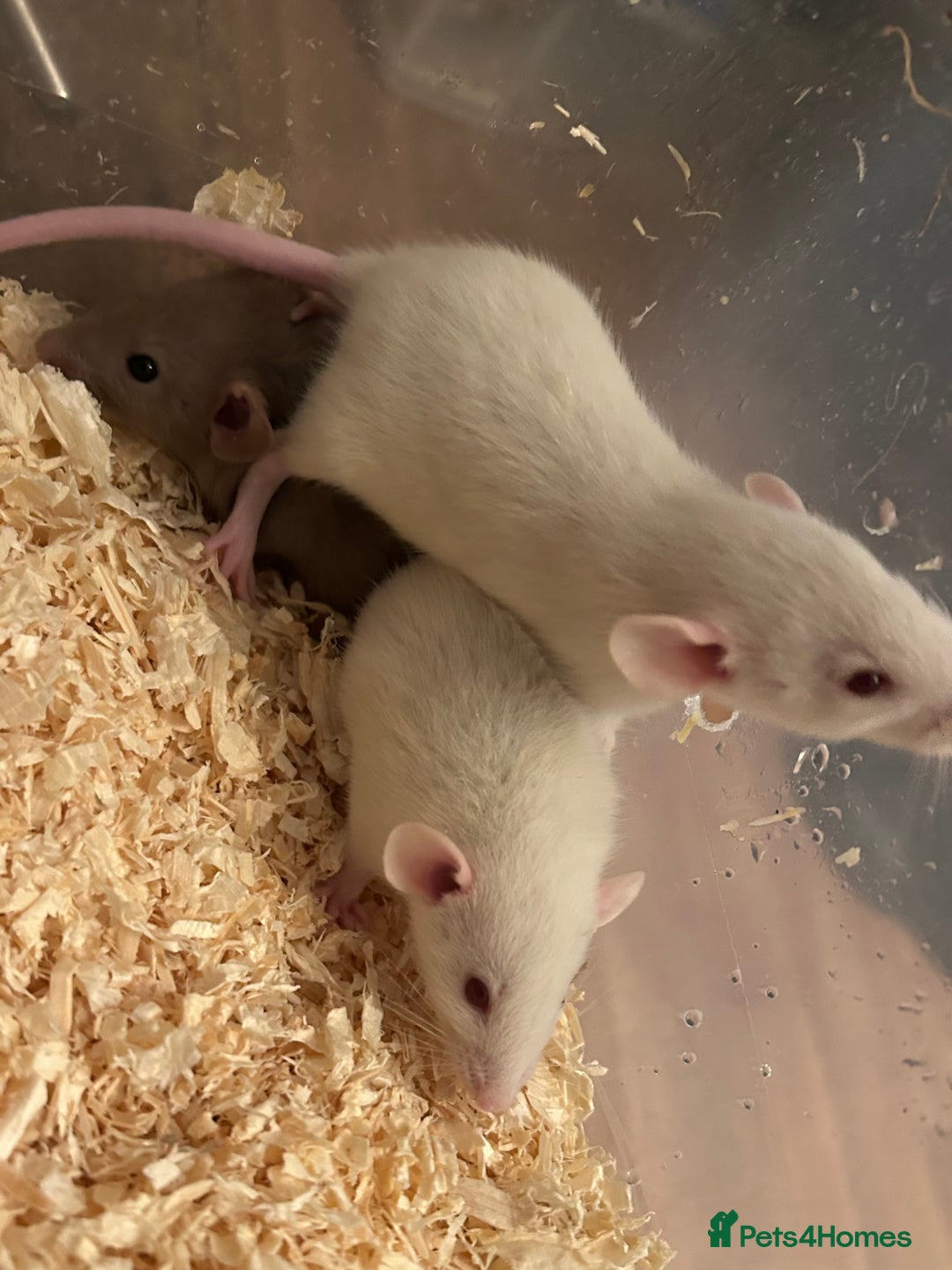 Rat rodents for sale: Beautiful baby rats for sale  - Advert 6