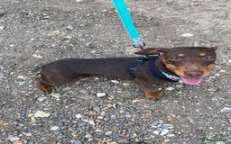Miniature Dachshund dogs for sale: Miniature Dachshund Smooth Hair Girl - Image 2