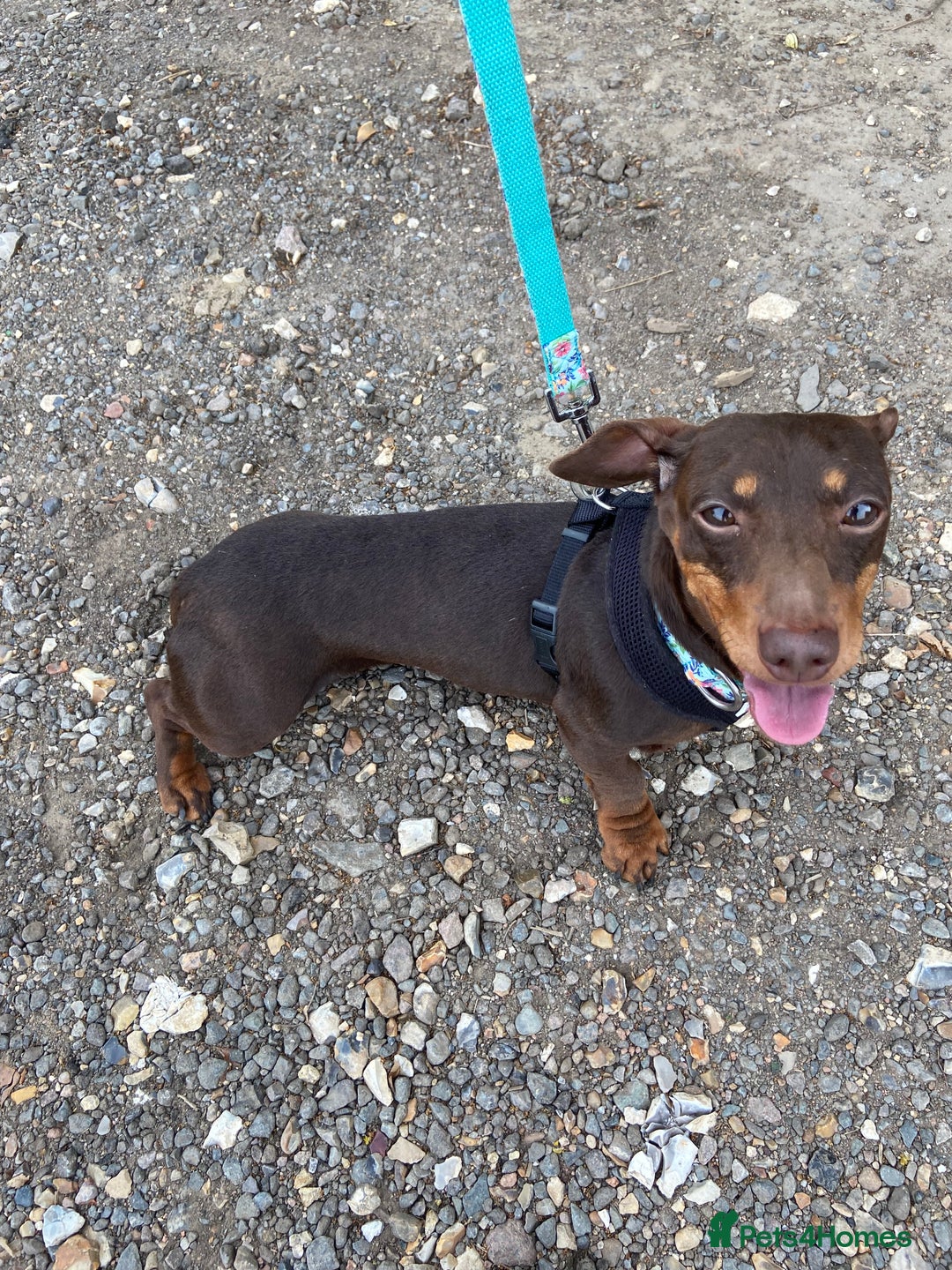 Miniature Dachshund dogs for sale: Miniature Dachshund Smooth Hair Girl - Image 2