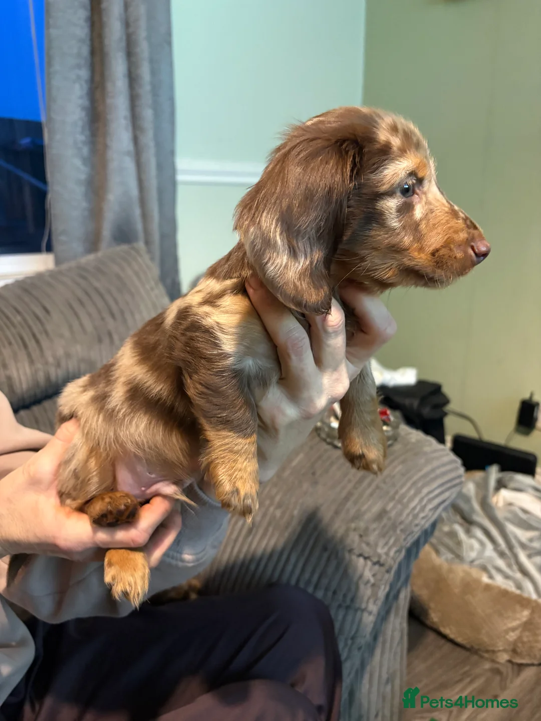 Dachshund dogs for sale: Long haired girl and left  - Advert 4