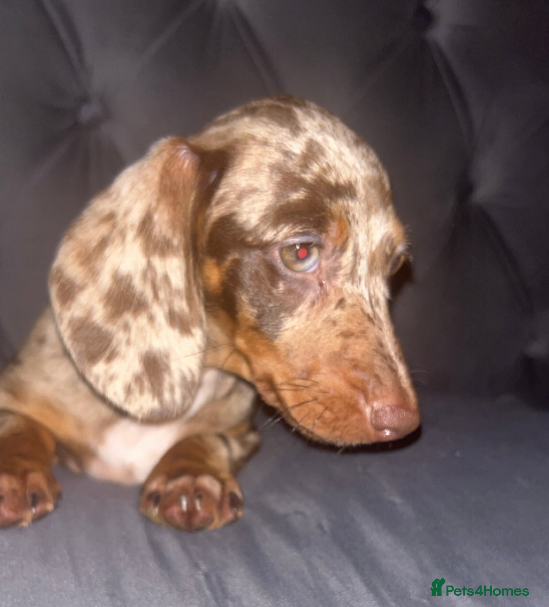 Dachshund dogs for sale: FEMALE CHOC DAPPLE AVAILABLE  - Image 3