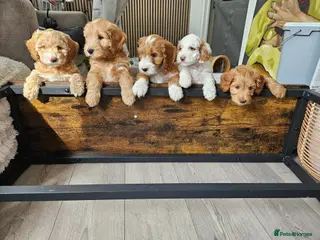 Mixed Breed dogs ONLY WHITE/BROWN FEMALE LEFT🐶 READY NOW 💗 - Advert 4