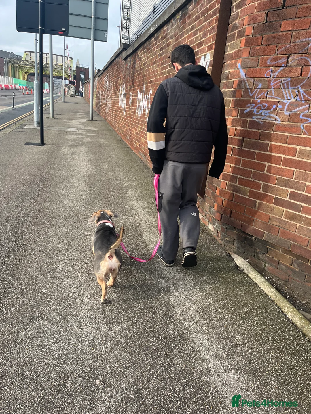 Mixed Breed dogs for sale: Annie dashcund x American bull dog  - Advert 2