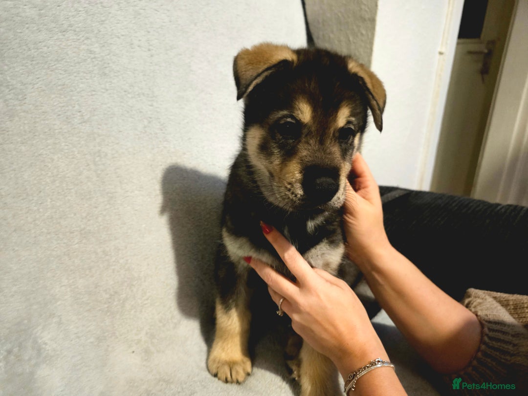 Utonagan dogs for sale: Utonagan Puppies for Sale – Born on Halloween! - Advert 7