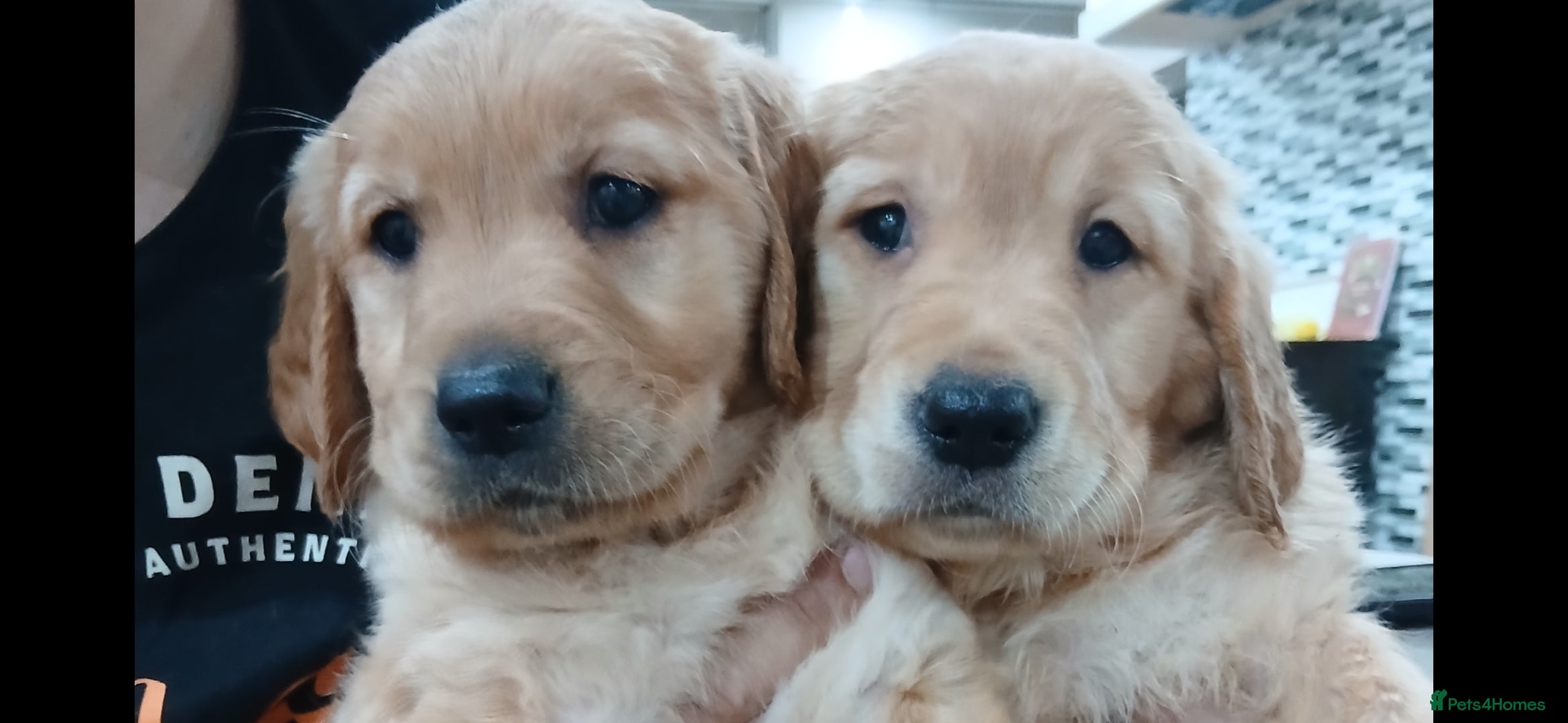 Golden Retriever dogs Chunky KC registered golden retrievers  - Advert 5