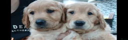 Golden Retriever dogs for sale: Chunky KC registered golden retrievers  - Advert 1