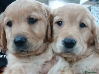 Golden Retriever dogs Chunky KC registered golden retrievers - Advert 7