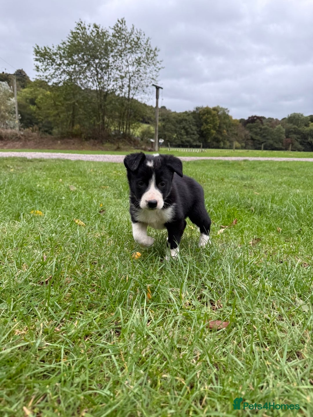 Border Collie dogs for sale: Border collies puppies - Image 32