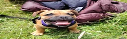 Mixed Breed dogs for sale: Rufus Urgent Foster or Adoption (Free) - Advert 11