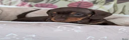 Miniature Dachshund dogs for sale: Miniature dachshund Chocolate and tan girl  - Advert 1