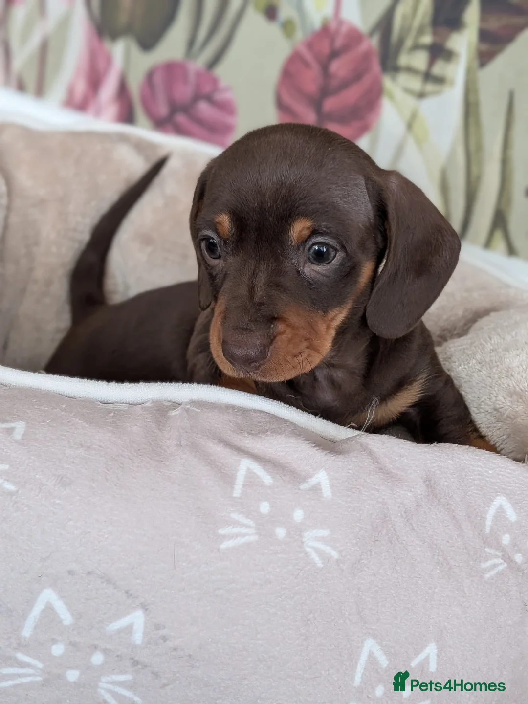 Miniature Dachshund dogs for sale: Miniature dachshund Chocolate and tan girl  - Advert 1