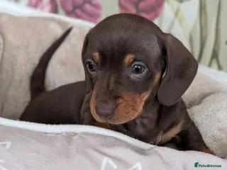 Miniature Dachshund dogs Miniature dachshund Chocolate and tan girl - Advert 1