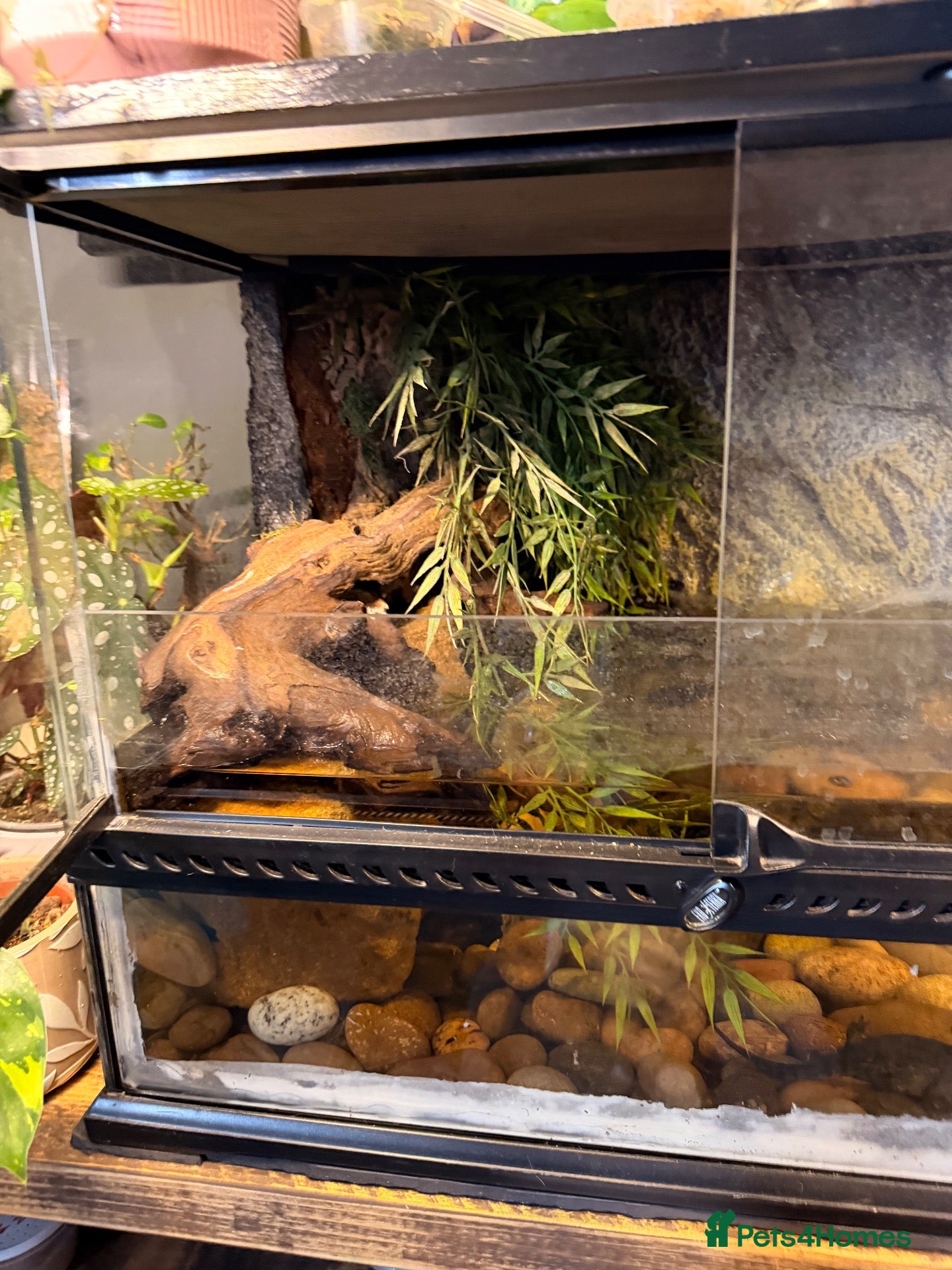 Newt reptiles 3 newts & full set up for sale 2 black, 1 albino  - Advert 2