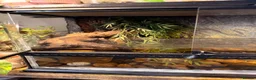 Newt reptiles for sale: 3 newts & full set up for sale 2 black, 1 albino  - Advert 2