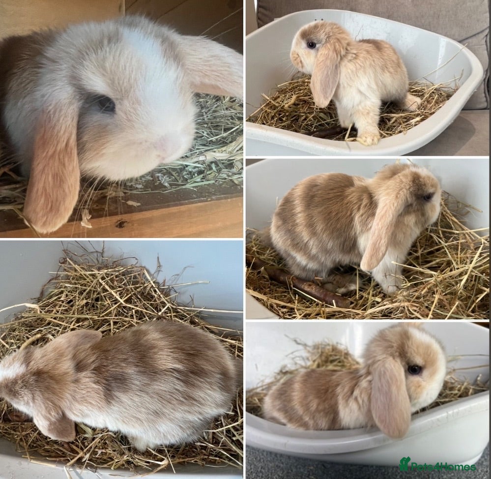 Mini Lop rabbits Ready to leave- 2 boys! Pure breed Mini Lops - Advert 10