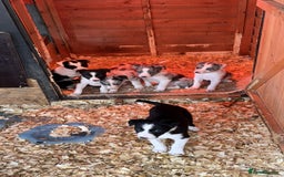Border Collie dogs for sale: Collie pups  - Image 3