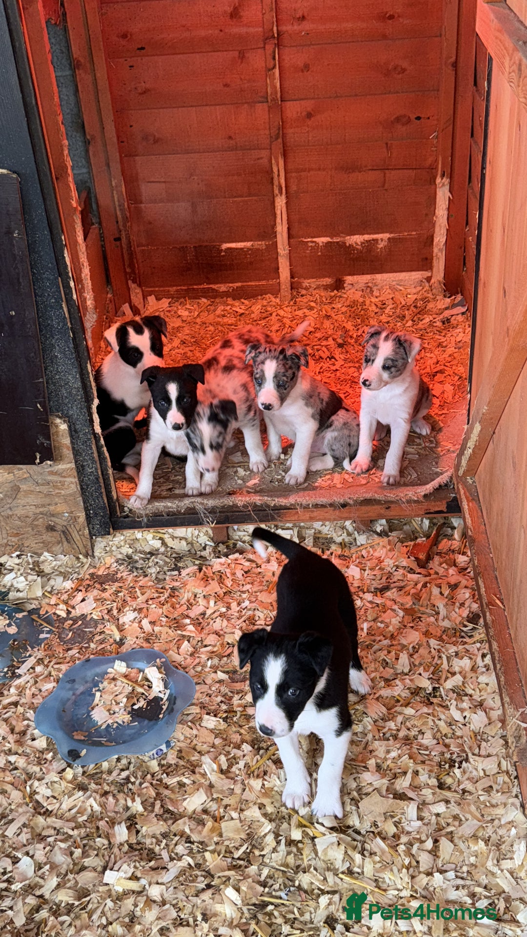 Border Collie dogs for sale: Collie pups  - Image 3