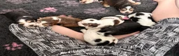 Cocker Spaniel dogs for sale: ✅RKC Reg✅DNA Tested✅Low COI✅Home Reared✅A* Reviews in Fareham - Advert 24