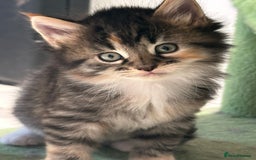 Maine Coon cats for sale: Stunning Mainecoon Kittens - Image 9