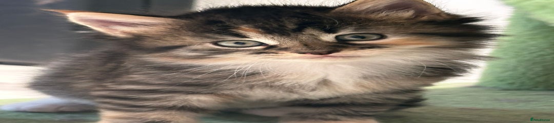 Maine Coon Kitten 2