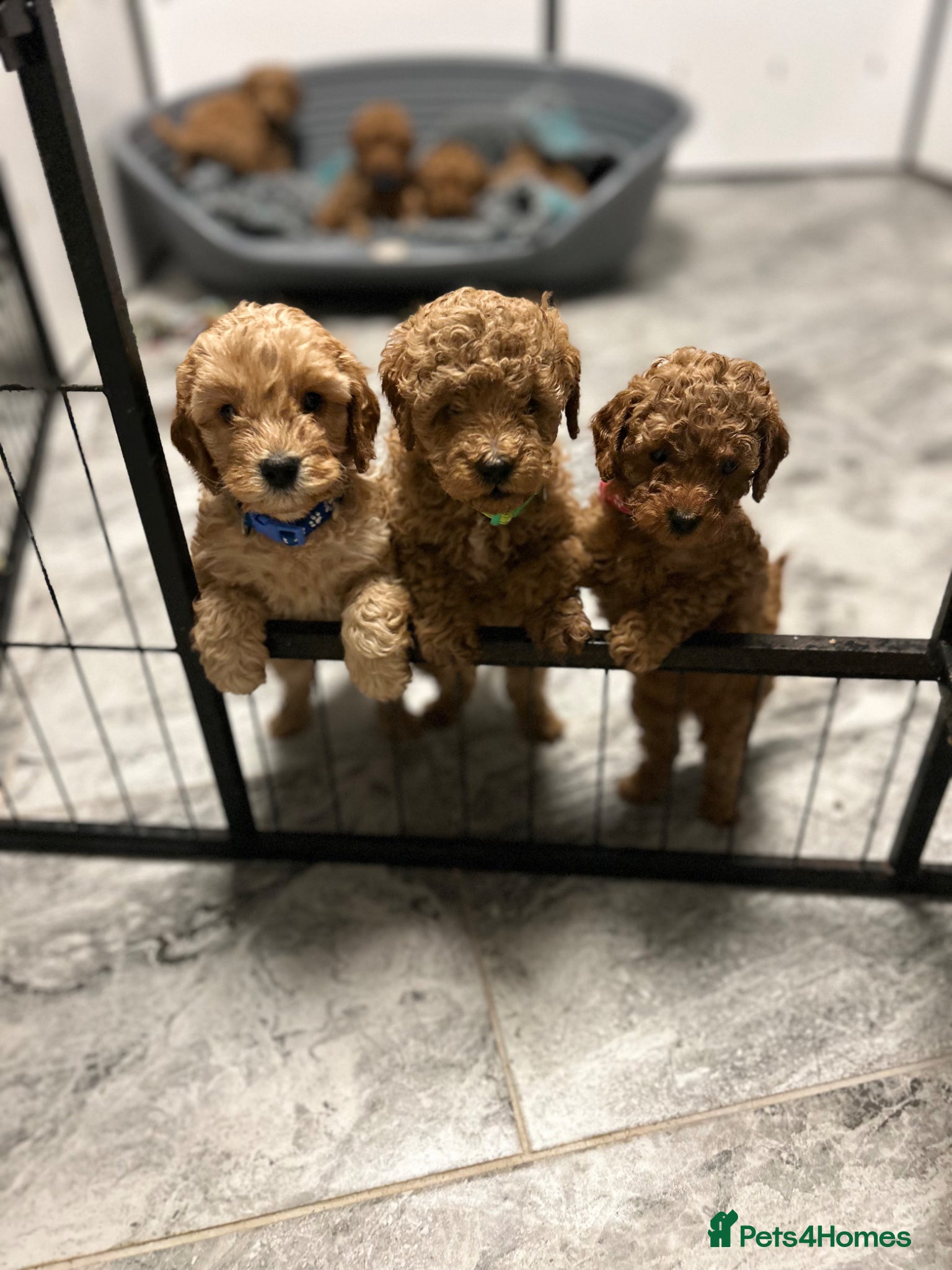 Cavapoo dogs F1b red Cavapoos 4 boys 4 girls  - Advert 2