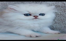 Persian cats for sale: Italian Persian chinchilla kittens♥️🐾 - Image 27