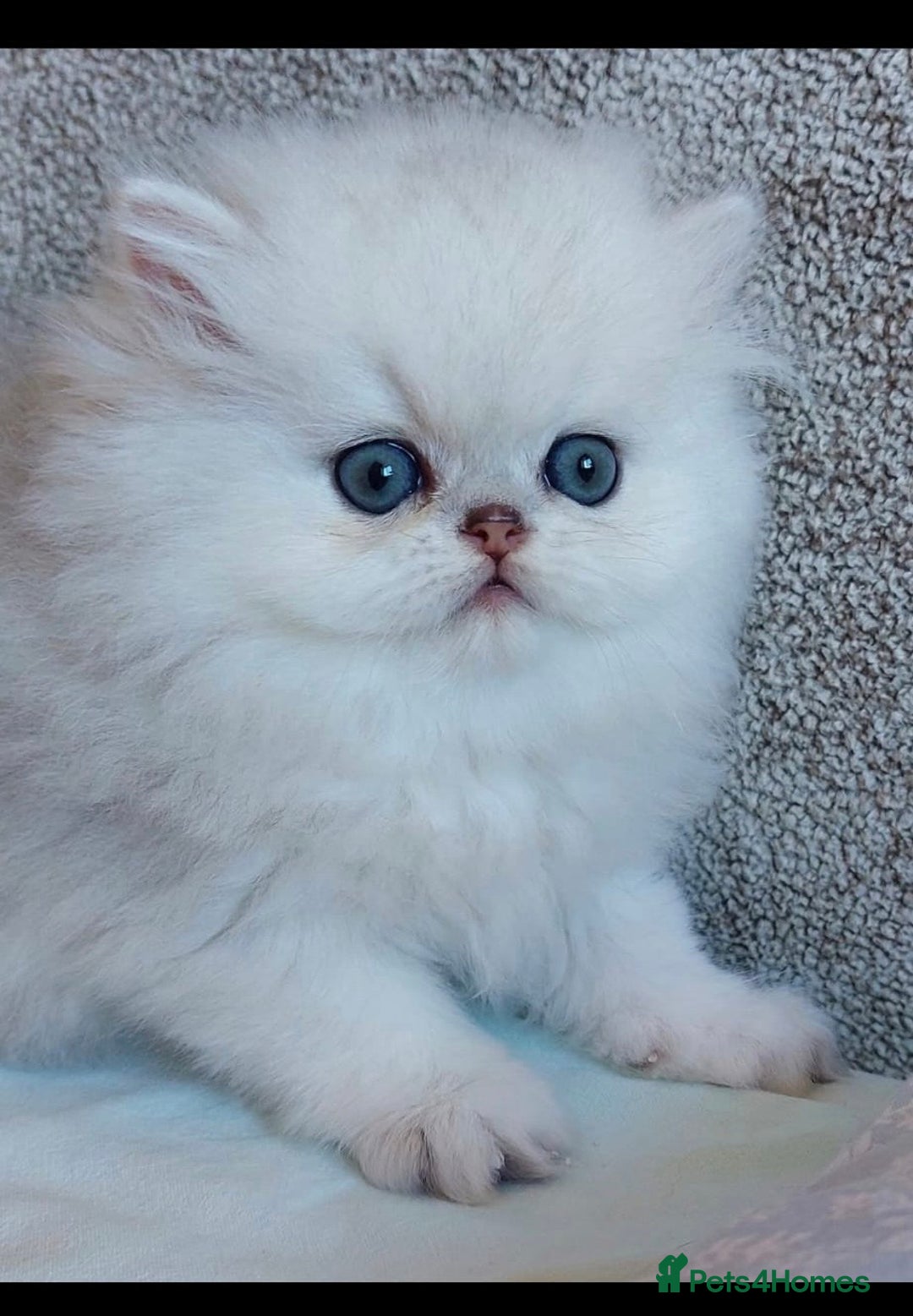 Persian cats for sale: Italian Persian chinchilla kittens♥️🐾 - Image 27