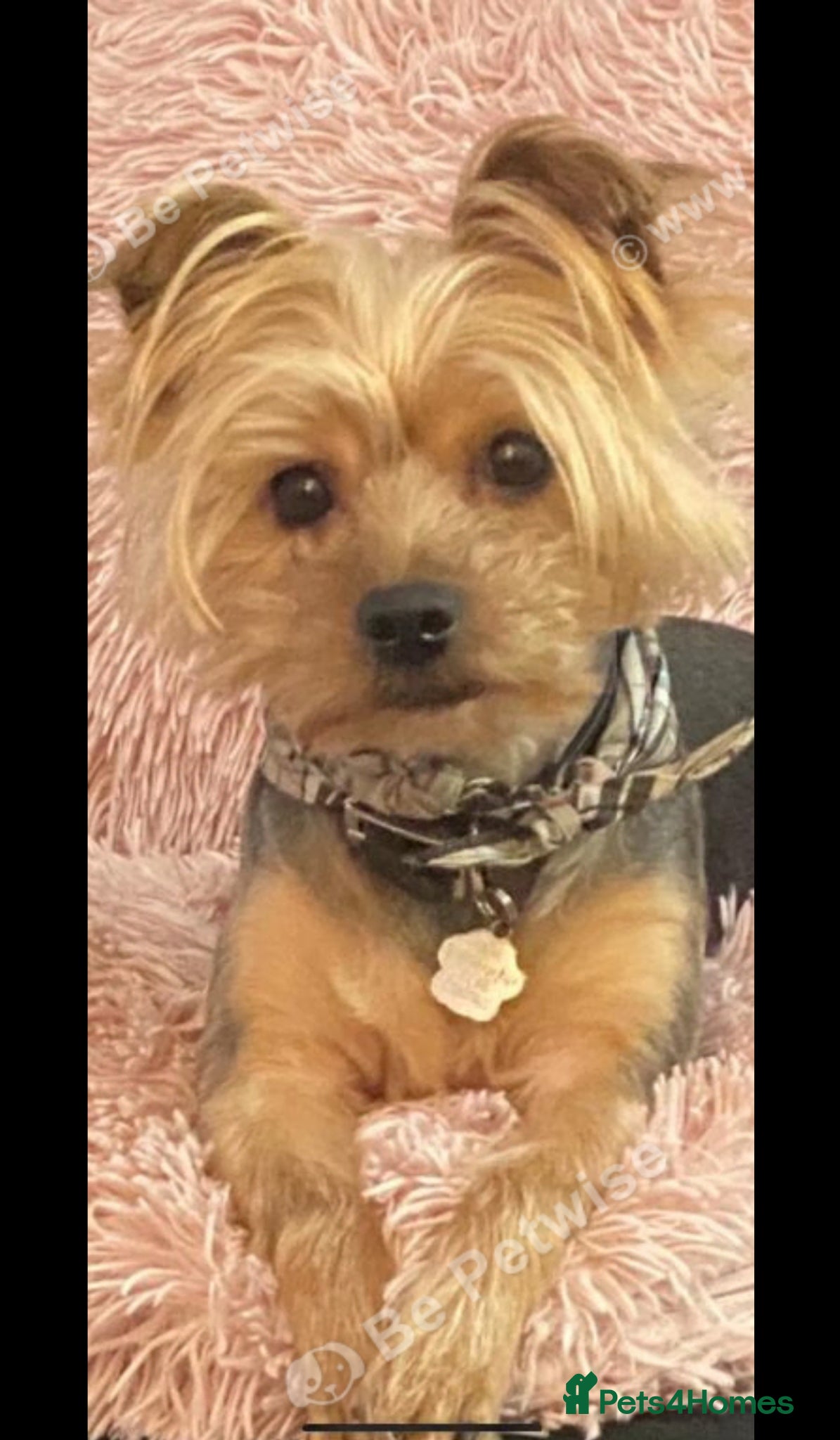Yorkshire Terrier dogs for sale: Yorkshire Terrier Puppies  - Advert 3