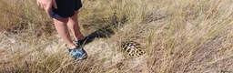 Hermann Tortoise reptiles for sale: Hermann Tortoise needs forever home - Advert 6
