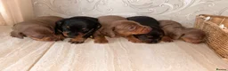 Dachshund dogs for sale: Dachshund  - Advert 4