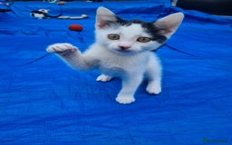 Mixed Breed cats for sale: 2 kittens for sale - Image 3