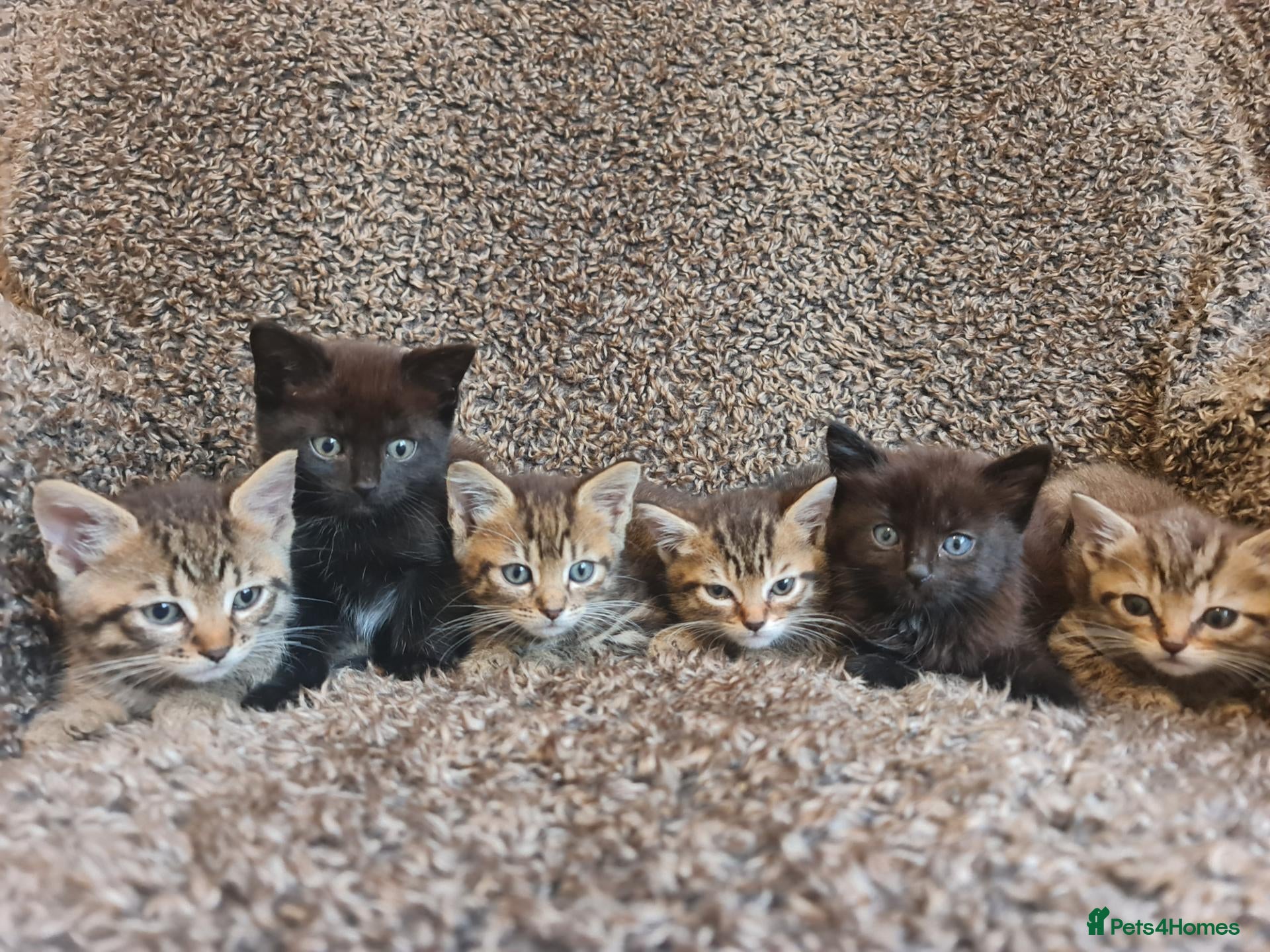 Mixed Breed cats Kittens for sale  - Advert 1