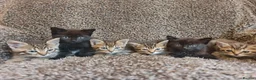 Mixed Breed cats for sale: Kittens for sale  - Advert 1