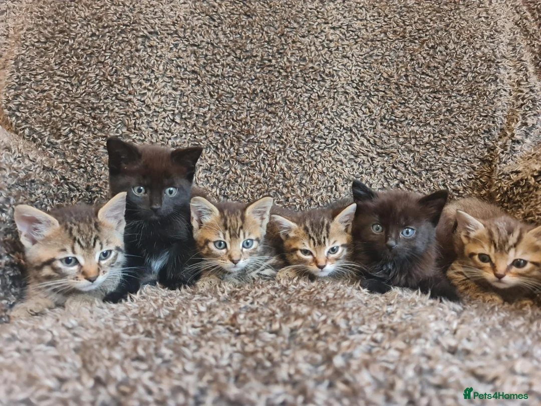 Mixed Breed cats for sale: Kittens for sale  - Advert 1