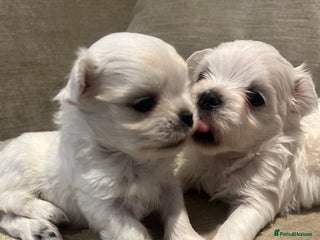 Maltese dogs Tiny Korean Maltese Boys - Advert 1