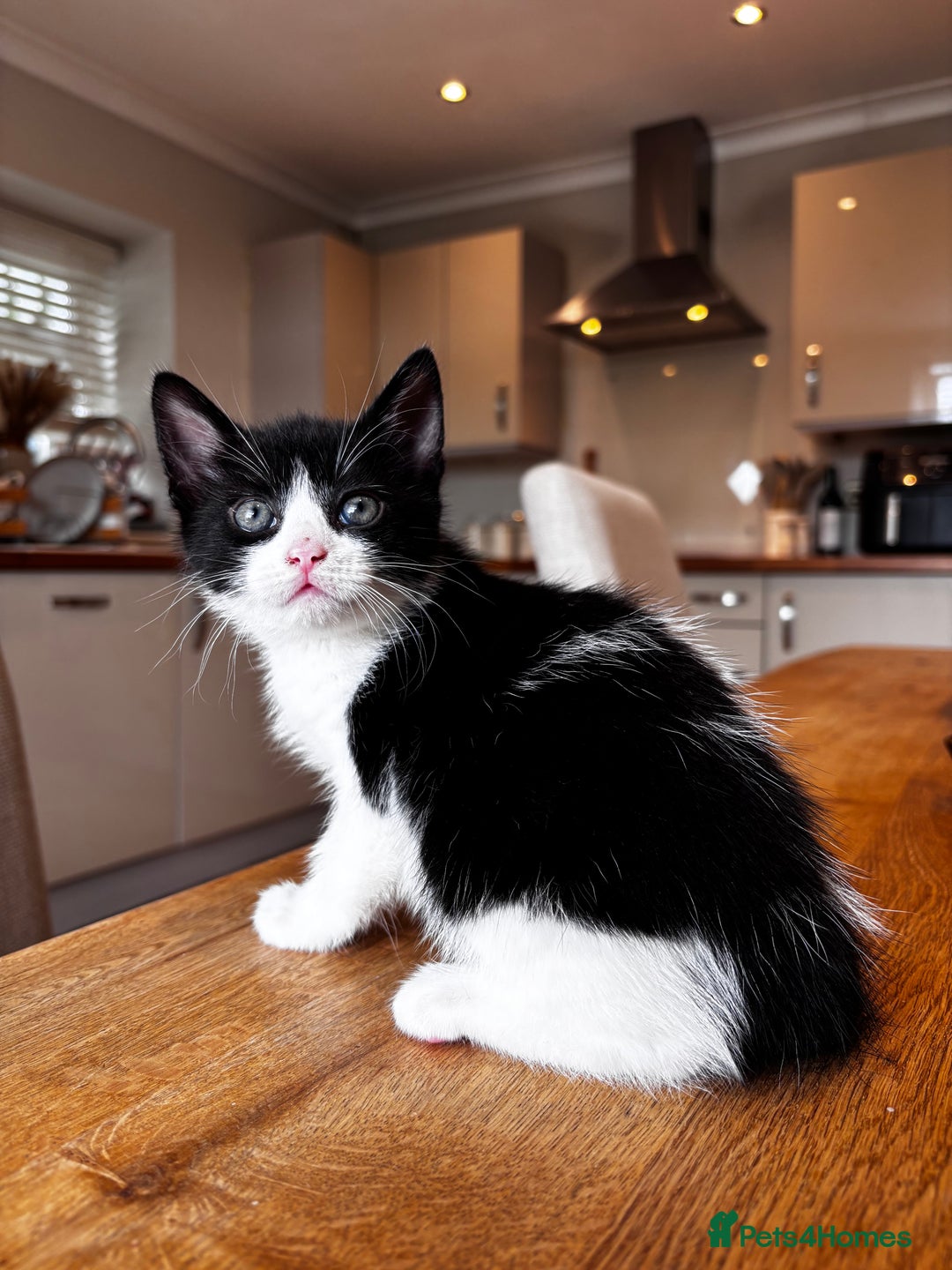 Mixed Breed cats for sale: Looking for forever homes - Image 5